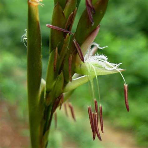 竹子開花